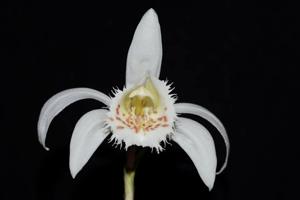 Pleione grandiflora