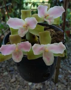 Lycaste brevispatha