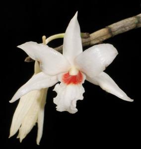 Dendrobium draconis