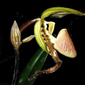 Paphiopedilum glanduliferum