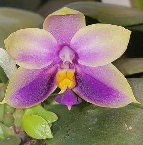 Phalaenopsis bellina