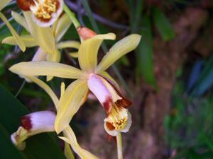 Coelogyne tomentosa