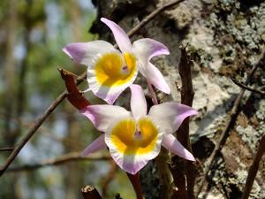 Dendrobium gratiosissimum