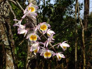 Dendrobium gratiosissimum