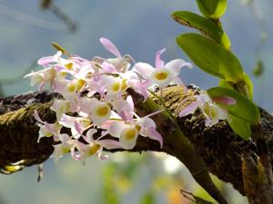 Dendrobium signatum