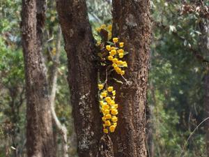 Dendrobium lindleyi