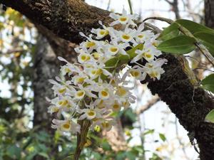 Dendrobium signatum