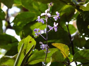 Vanda coerulescens