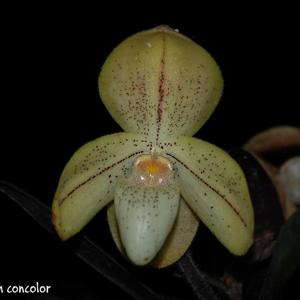 Paphiopedilum concolor