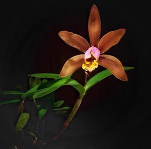 Cattleya forbesii