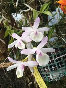 Dendrobium polyanthum