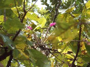 Dendrobium secundum