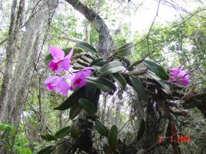 Cattleya labiata