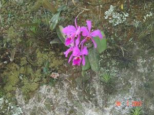 Cattleya labiata