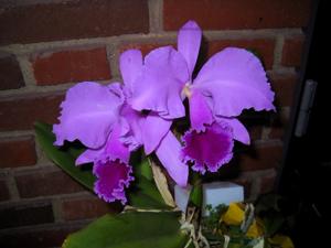 Cattleya labiata