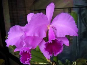 Cattleya labiata