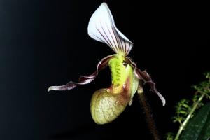 Paphiopedilum canhii