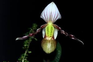 Paphiopedilum canhii