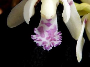 Phalaenopsis japonica