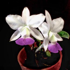 Cattleya walkeriana