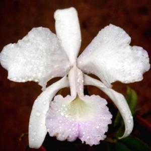 Cattleya lawrenceana