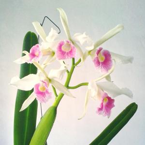 Cattleya purpurata