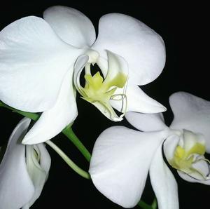 Phalaenopsis amabilis subsp. amabilis