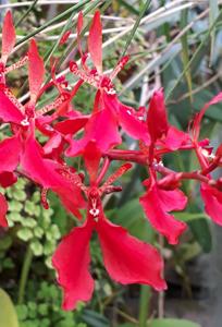 Renanthera imschootiana