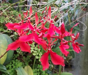 Renanthera imschootiana