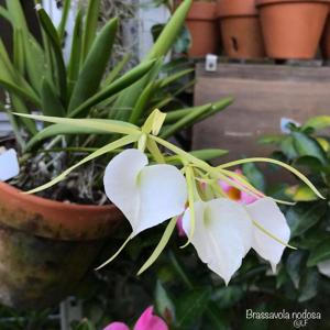 Brassavola nodosa