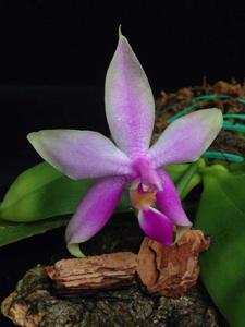 Phalaenopsis violacea