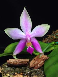 Phalaenopsis violacea