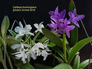 Guarianthe bowringiana