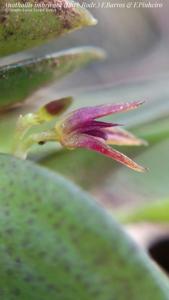 Anathallis imbricata