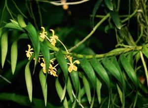 Vanda scandens