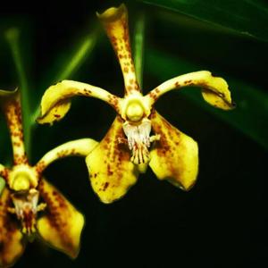 Vanda scandens