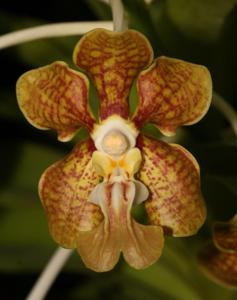 Vanda motesiana