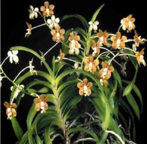 Vanda motesiana