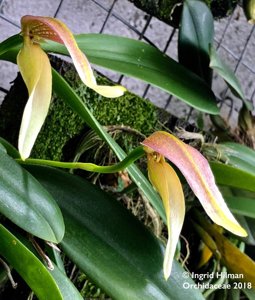 Bulbophyllum antenniferum