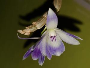 Dendrobium victoriae-reginae