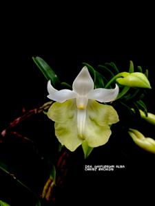 Dendrobium uniflorum