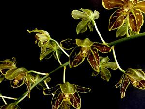 Grammatophyllum scriptum