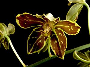 Grammatophyllum scriptum