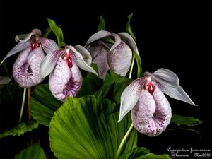 Cypripedium formosanum