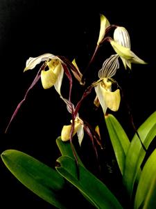 Paphiopedilum philippinense