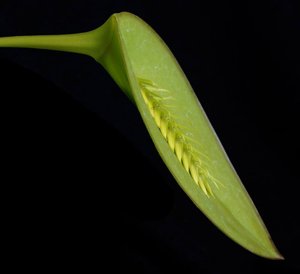 Acianthera pectinata