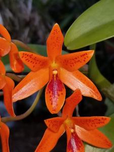 Guarianthe aurantiaca