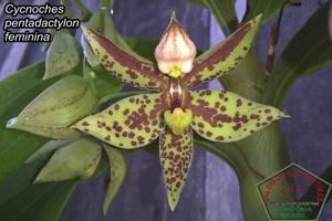 Cycnoches pentadactylon