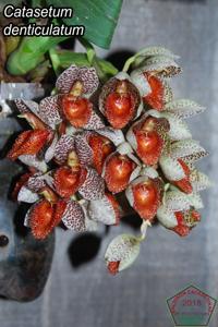 Catasetum denticulatum