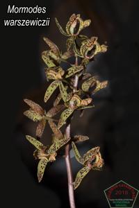 Mormodes warszewiczii